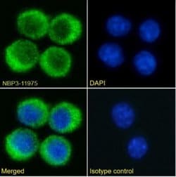 VISTA/B7-H5/PD-1H Rabbit anti-Mouse, Clone: mam82, Novus Biologicals™